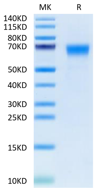 Cynomolgus B7-H7/HHLA2 Protein
