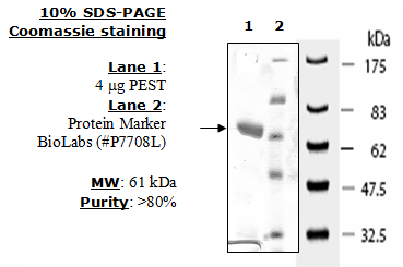 PEST, active human recombinant protein