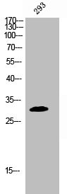 Anti-Phospho-DAPP1 (Y139)