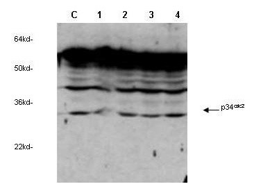 Anti-cdc2, p34