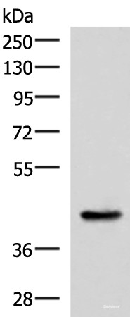 Anti-HPN