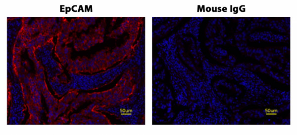 iFluor(TM) 633 Styramide *Superior Replacement for Opal 650*
