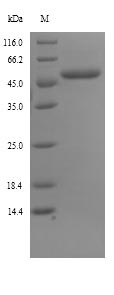 Trigger factor (tig), Escherichia coli, recombinant