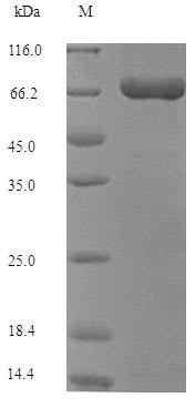 Transposase for transposon Tn552, Staphylococcus aureus, recombinant