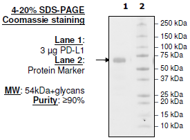 PD-L1 (S117Q), Fc fusion, Biotin-labeled