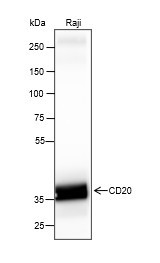 Anti-Recombinant CD20, clone A165
