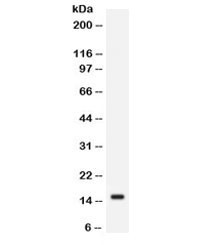 Anti-FABP2 (intestinal)