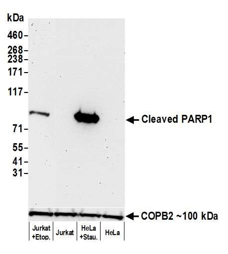 Anti-cleaved-PARP1 Recombinant Monoclonal