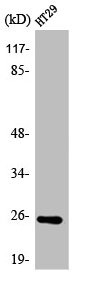 Anti-ATP5S