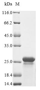 Gamma-crystallin B (CRYGB), human, recombinant