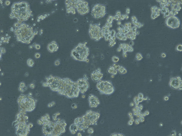 HHC6548 T1 M1 Cells