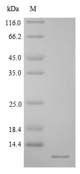 Gamma-crystallin B (Crygb), rat, recombinant