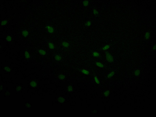 Anti-USP22 Recombinant Monoclonal, clone 18E3