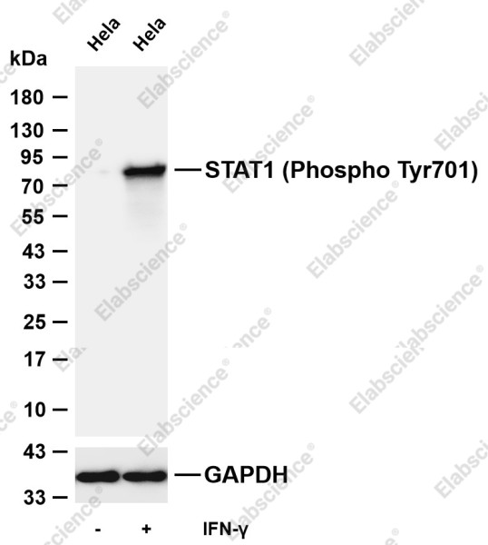 Anti-Recombinant Phospho-STAT1 (Tyr701), clone C173410
