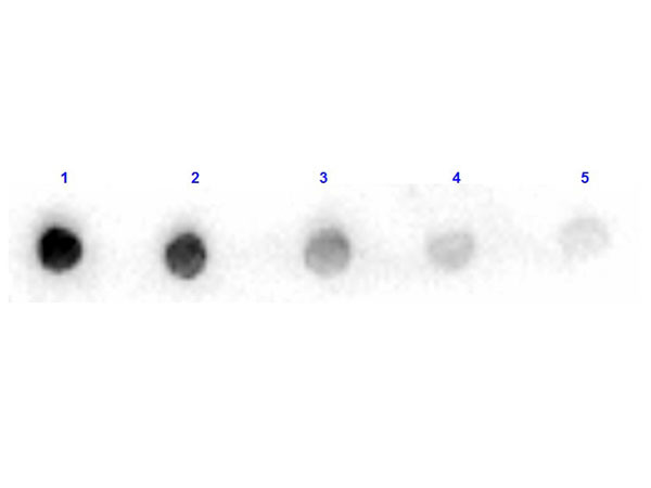Anti-ARGINASE, Peroxidase Conjugated