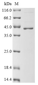 60S ribosomal protein L7 (Rpl7), mouse, recombinant