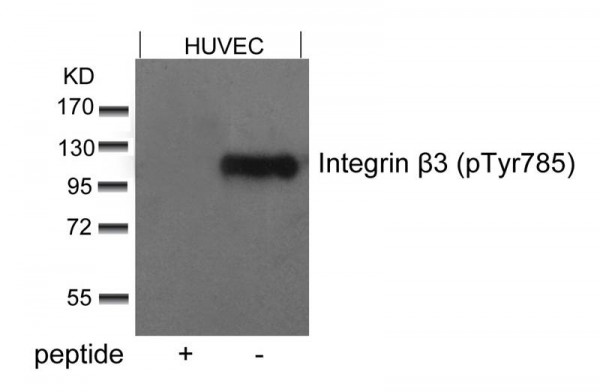 Anti-phospho-Integrin beta 3 (Tyr785)