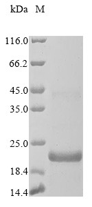 Beta-defensin 106A (DEFB106A), Pan troglodytes, recombinant
