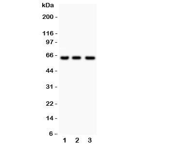 Anti-RELA NF-kB p65