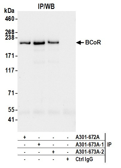Anti-BCoR