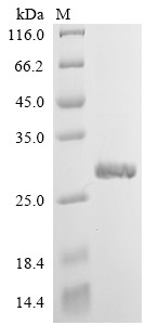 Interleukin-4 receptor subunit alpha (IL4R), partial, human, recombinant