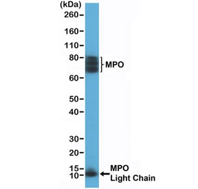 Anti-Myeloperoxidase / MPO, clone RM407