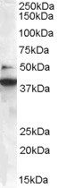 Anti-BIF-1 / SH3GLB1, C-terminal