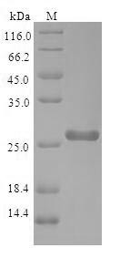 Phospholipid scramblase 1 (PLSCR1), human, recombinant