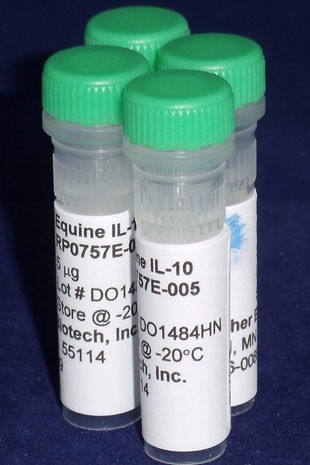 IL-10, equine recombinant (reqIL-10)