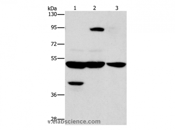 Anti-STK3/STK4