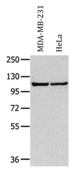 Anti-WWP1