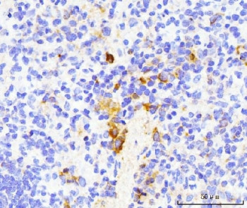 Anti-Cd40l / Trap / Cd154