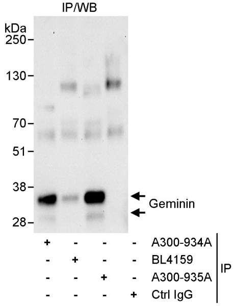 Anti-Geminin