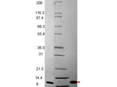 Macrophage Inflammatory Protein-3 beta (CCL19), human recombinant (rHuMIP-3b)