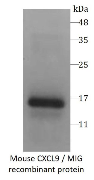 Mouse CXCL9 / MIG recombinant protein (Active) (His-tagged)