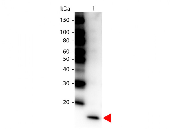 Anti-Interleukin-17F (IL-17F), Peroxidase conjugated