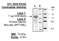 GSK3beta, active human recombinant protein