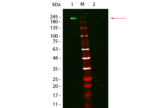 Anti-Mouse Ig DyLight(TM) 800, clone eB144, DyLight(TM) 800 Conjugated, Fluorescent TrueBlot(R):