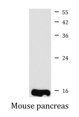 Anti-RNASE1 / Ribonuclease A
