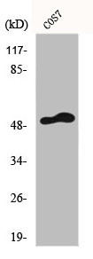 Anti-FRS3