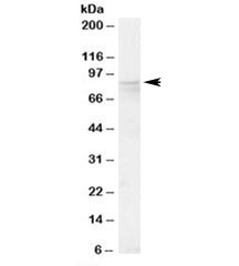 Anti-OSBP