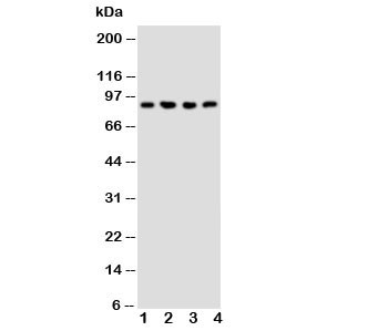 Anti-NRG2