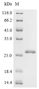 Ragulator complex protein LAMTOR5 (LAMTOR5), human, recombinant