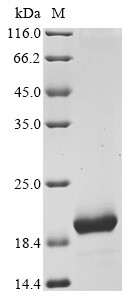 Avidin (AVD), chicken, recombinant