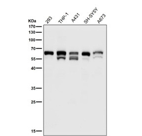 Anti-phospho-Src (Tyr529), clone 32S01