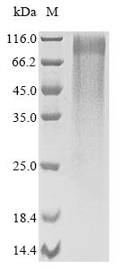 1,3-beta-Glucanosyltransferase gel4 (gel4), Neosartorya fumigata, recombinant