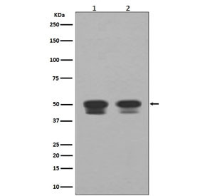 Anti-p53 / TP53, clone DDE-20