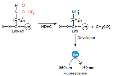 HDAC11 Fluorogenic Assay Kit