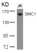 Anti-SMC1A (Ab-957)