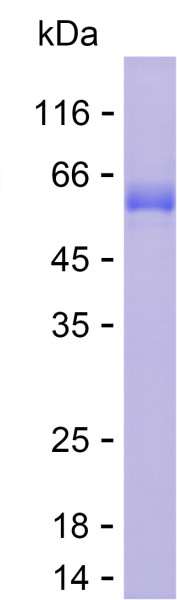 Recombinant Human PLBD2 Protein